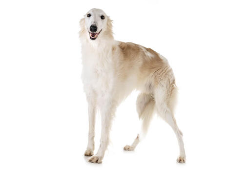 Borzoi agility hot sale